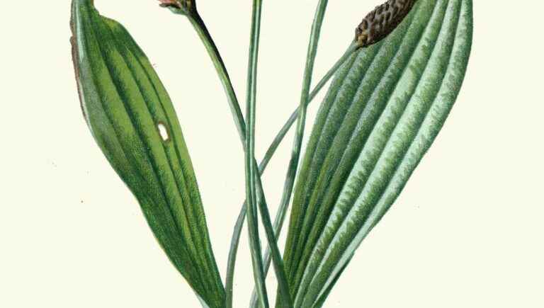 Plantain: to soothe bites