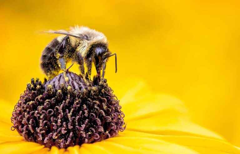 Pollinating insects to reproduce life