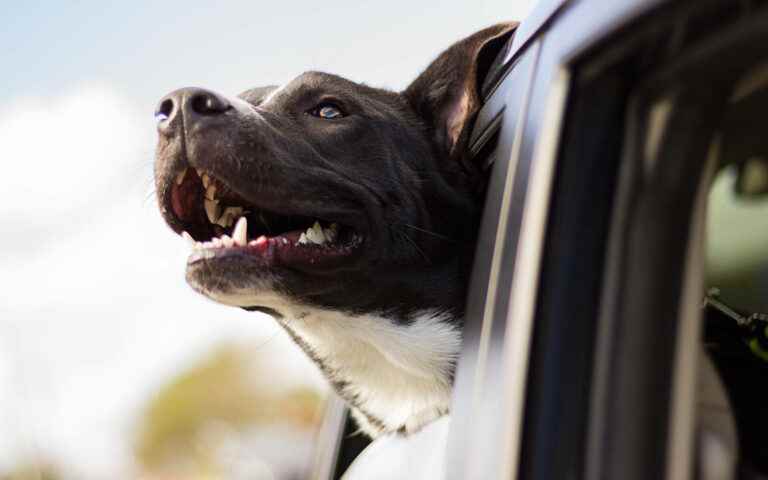 Protect your pet from the heat in the car