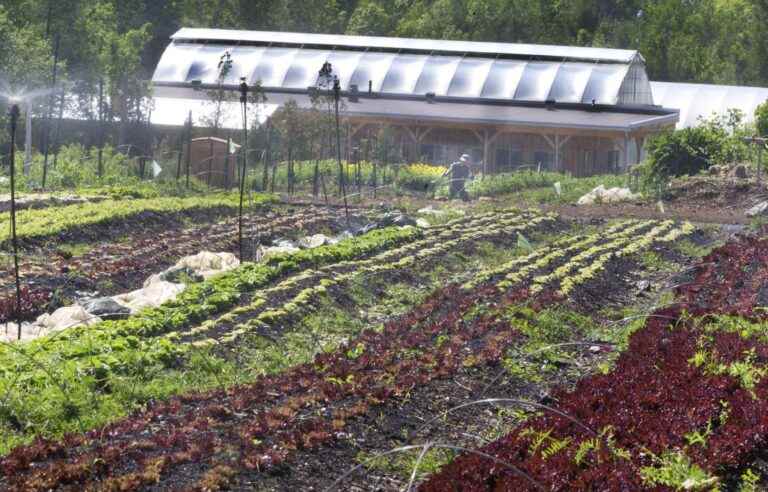 Quebecers are buying fewer organic baskets