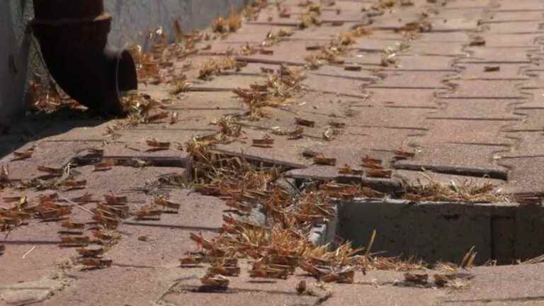 Sardinia faces an invasion of locusts