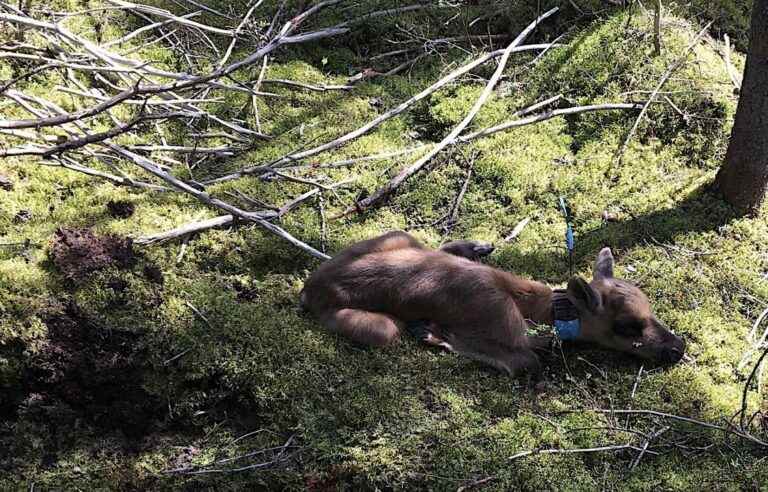 Seven caribou were born in captivity this year in Quebec