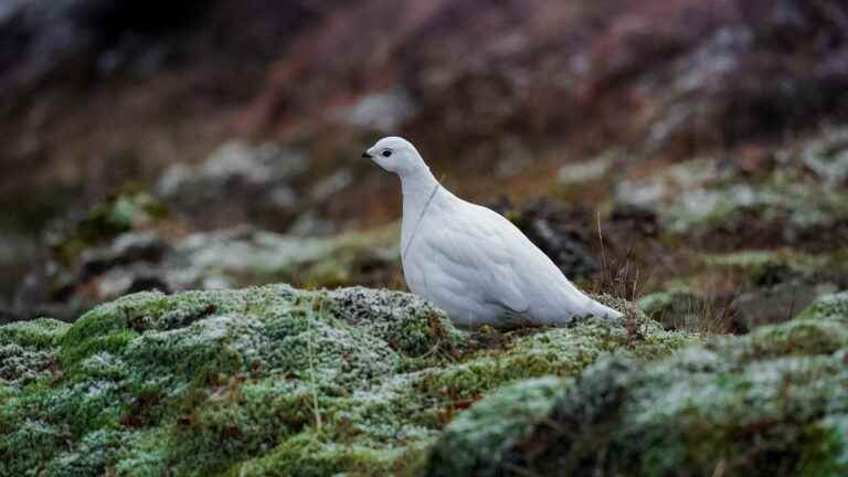 Skinny hedgehogs, disturbed mountain birds…These animals that bear the brunt of a spring that is too hot and too dry