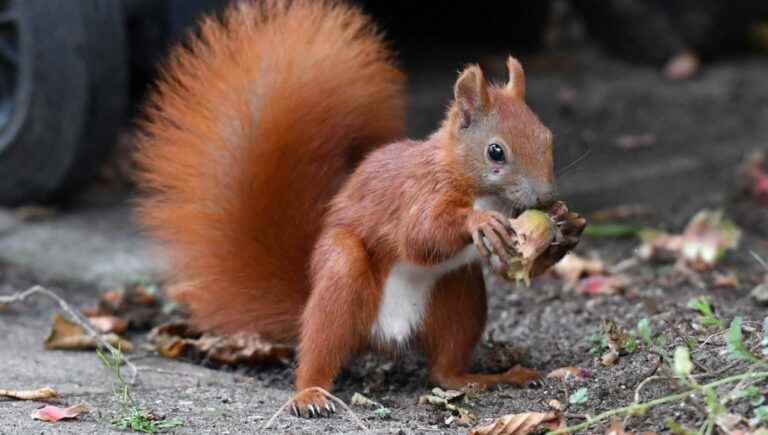 Squirrels aren’t just nut specialists, they’re geniuses too.