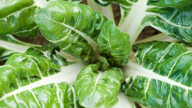 Swiss chard in the kitchen with Nicolas, chef at La Primatiale in Nancy