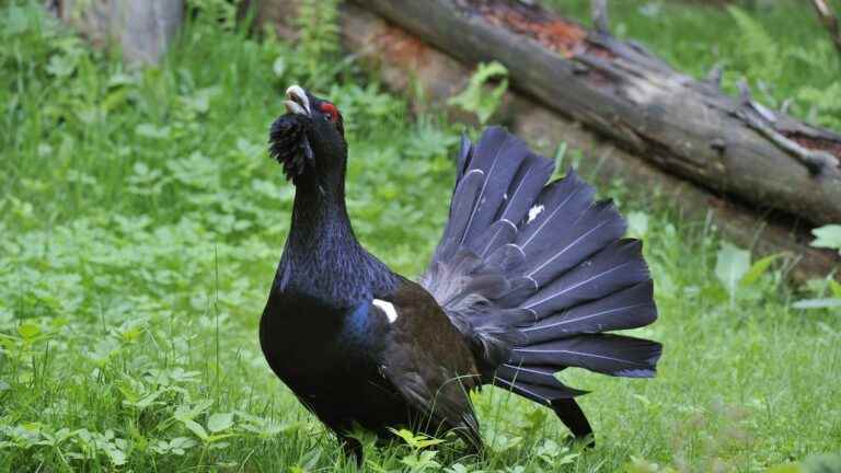 The Council of State prohibits capercaillie hunting for five years