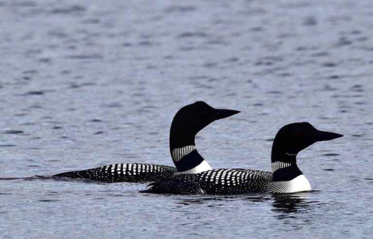 The ability of Common Loon pairs to produce nestlings has declined over the past 30 years.