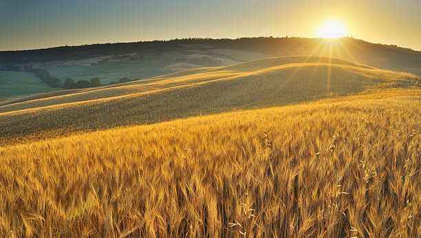 The cereals ?  from the field to the bakery…