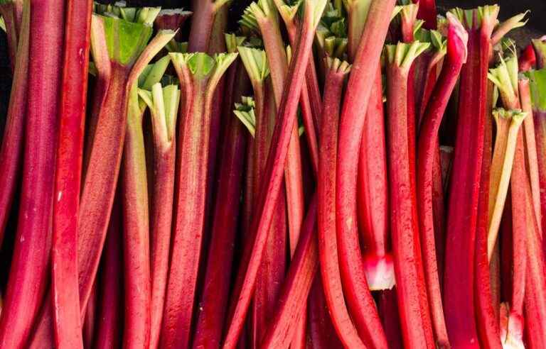 The comeback of rhubarb