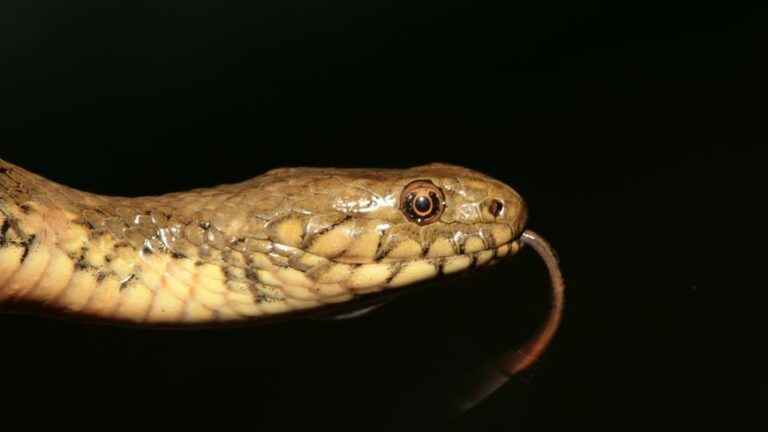 The grass snake of the Ardèche gorges