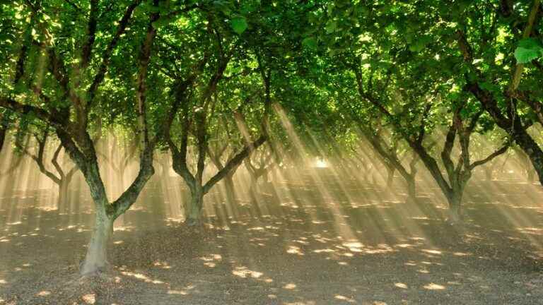 The hidden power of trees – Program on France Bleu