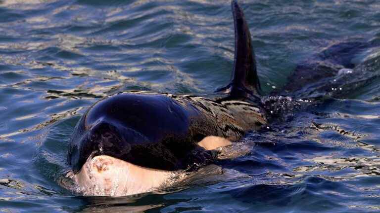 The killer whale in the Seine is “weakened but not in agony, we can assist him”, assures a specialist in cetaceans