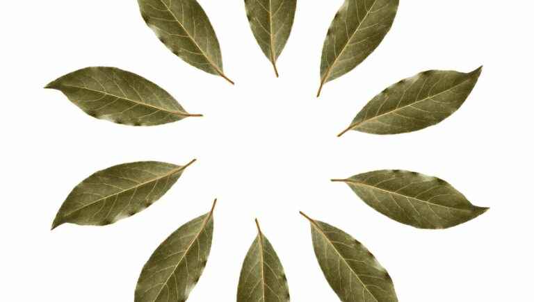 The laurel: a symbol for cooking