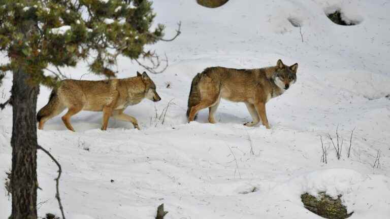 The gray wolf population is on the rise in France, with an estimate of around 920 individuals in 2022