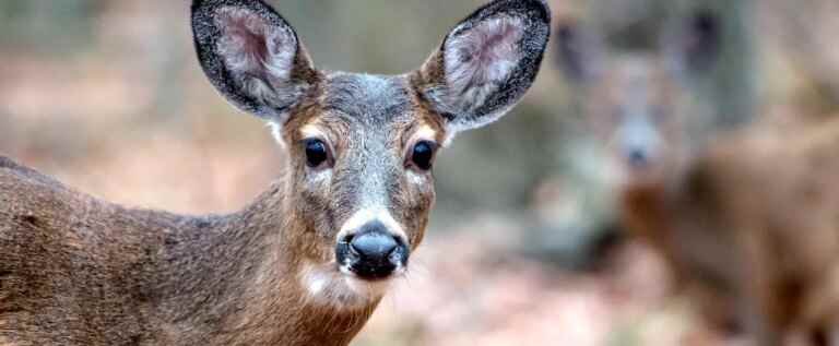 The slaughter of deer in Longueuil is suspended