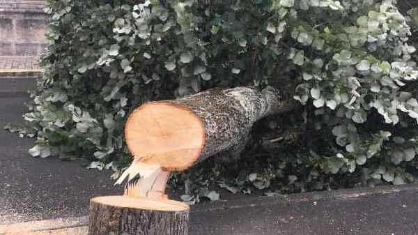 The tree in the main square of Saint-Jean-d’Angély cut, a whole city “stunned”