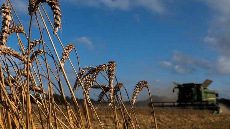 “There will be wheat” but “at what price?” Asks a specialist in agricultural markets