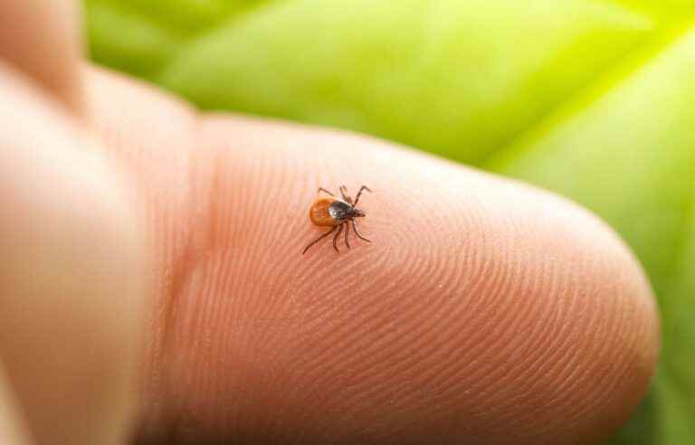 Ticks carrying Lyme disease more numerous this year