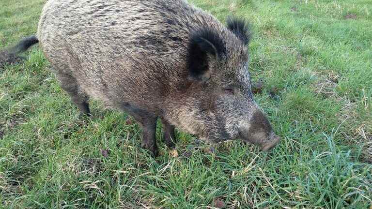 Titine stays in the Baie de Somme in an enclosure