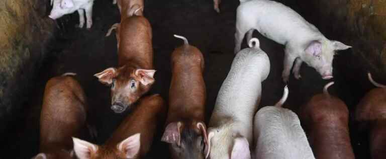 Two cases of swine fever in Rome: a thousand pigs will be slaughtered