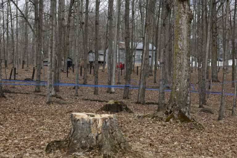 Use of public forests |  Syrup producers fear for their sugar bushes