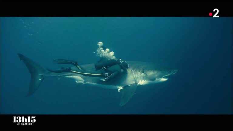 VIDEO.  The movie “Jaws” has done “infinite harm to sharks”, says French oceanologist François Sarano