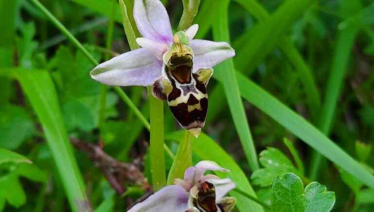 Walk to discover wild orchids in Champeix (63)