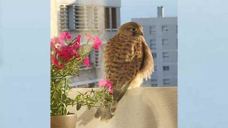 a Lesser Kestrel surprises a resident of Meudon-la-Forêt by perching on her balcony