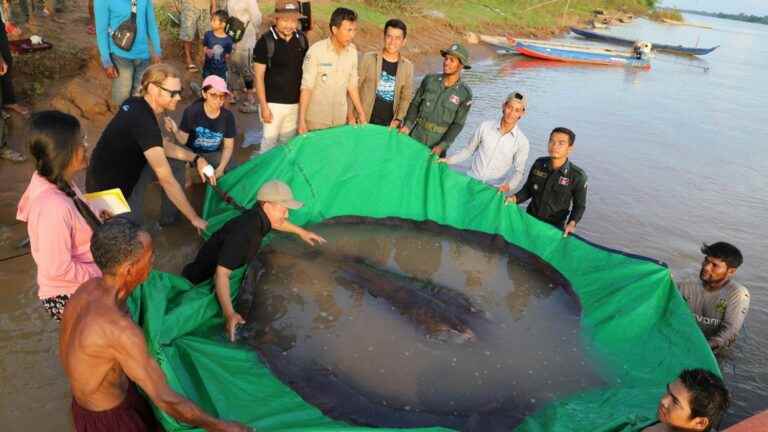 a fisherman catches the largest freshwater fish ever recorded, a 300 kg ray