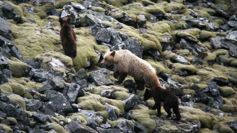 a male bear violently attacks a female and her cub