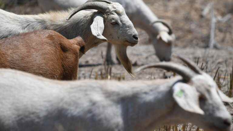 a shepherdess puts goats back in fashion to fight fires