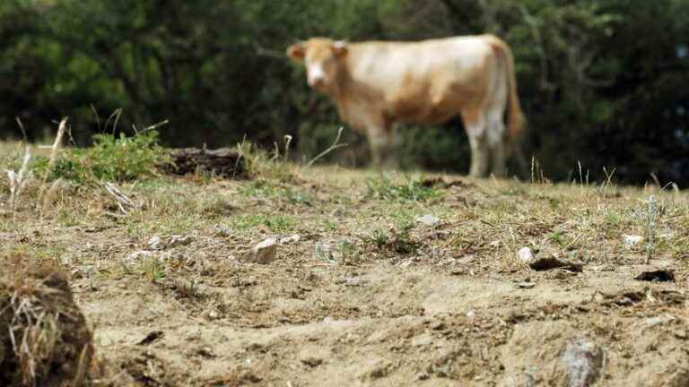 almost all of the Loire goes on alert, the use of water is restricted