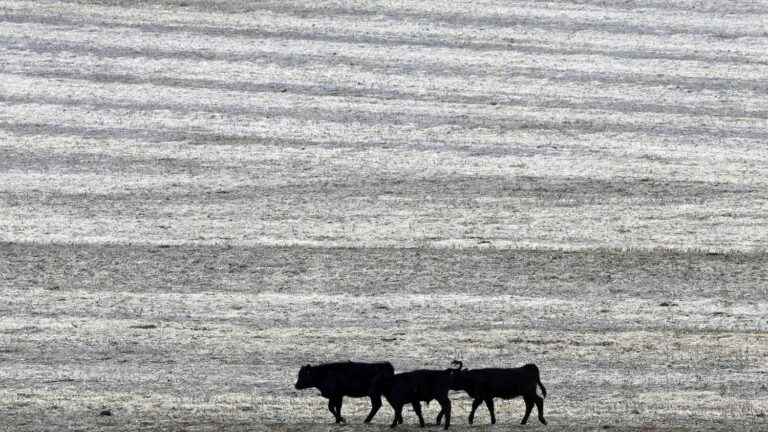 at least 2,000 cattle found dead, killed by heatwave