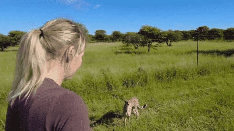 at the Cheetah Conservation Fund, how dogs save cheetahs