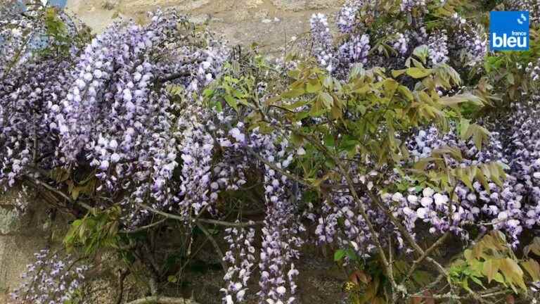 climbers, leaves, flowers or fruits