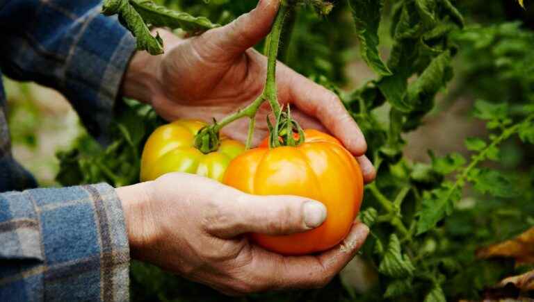 contrasting weather that drives gardeners crazy