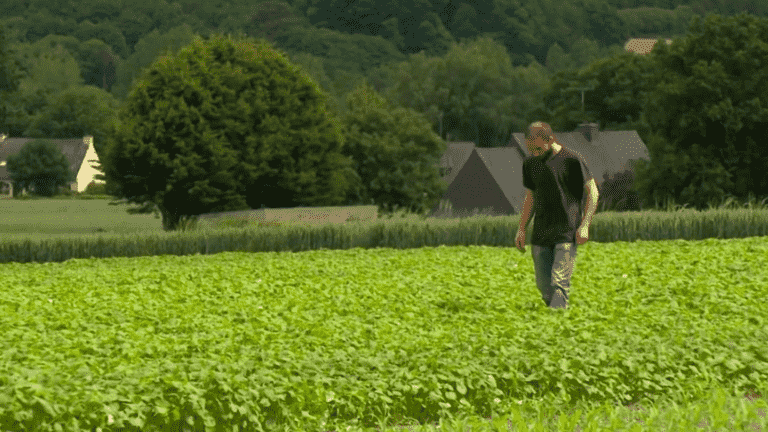 cope with the shortage of buckwheat