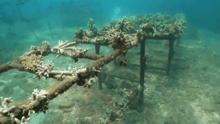 in China, artificial corals are planted to preserve the ecosystem