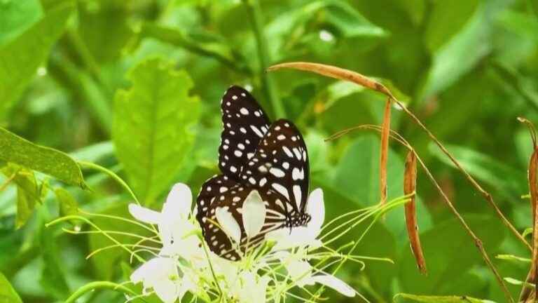 discovering the paradise of butterflies