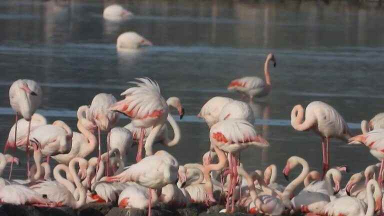 discovering the pink flamingos of Sardinia