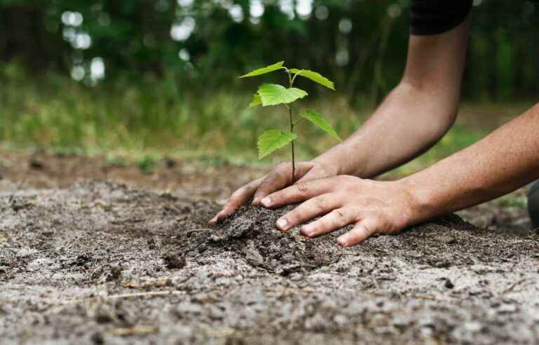 fast growing trees