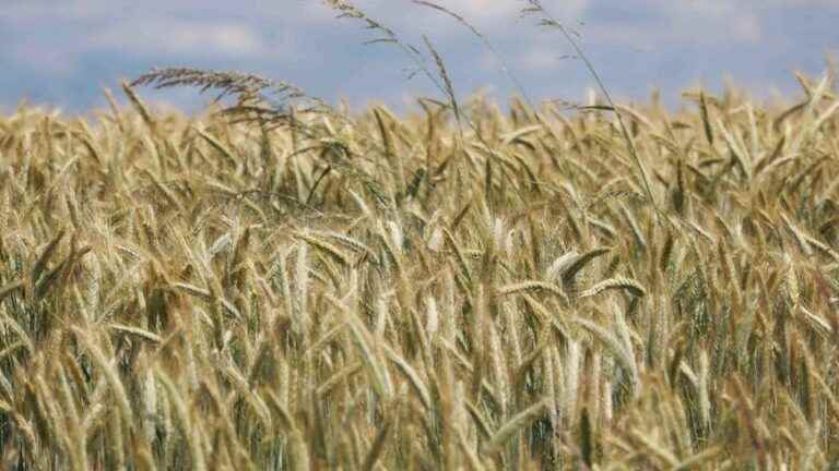 grain growers worried about greater yield loss