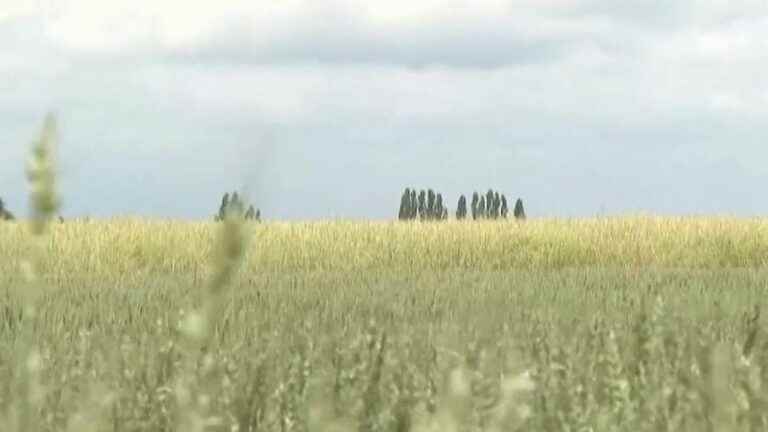 harvests compromised by hail everywhere in France