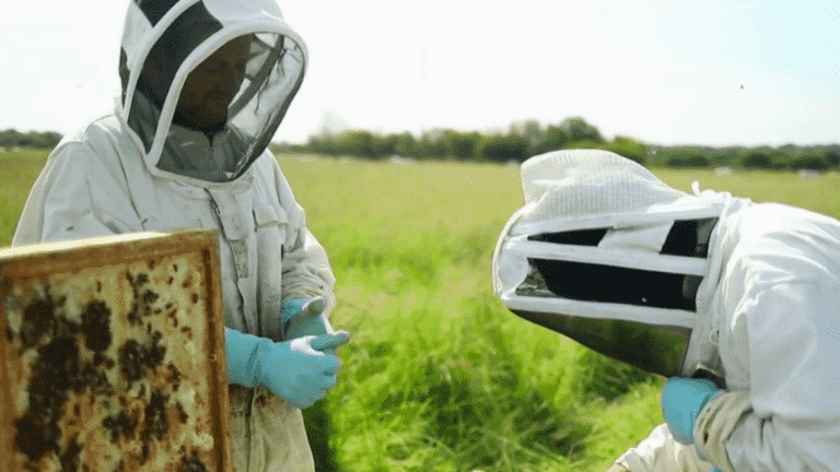 honey, produced by enthusiasts in Normandy