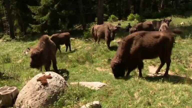 in Lozère, a reserve at the bedside of European bison