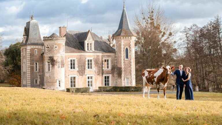 in Mayenne, wedding photo shoots with cattle