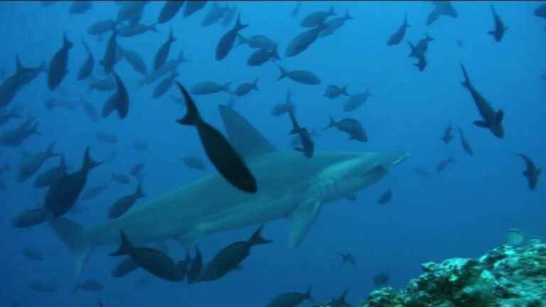 in South America, an underwater highway to protect fish circulation corridors