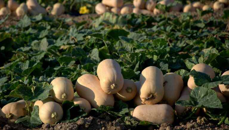 it’s high time to plant butternuts, pumpkins…