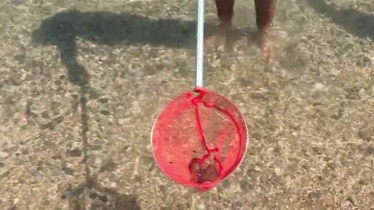 jellyfish are back in the South of France