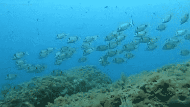 on the Côte Bleue, a marine park to preserve biodiversity